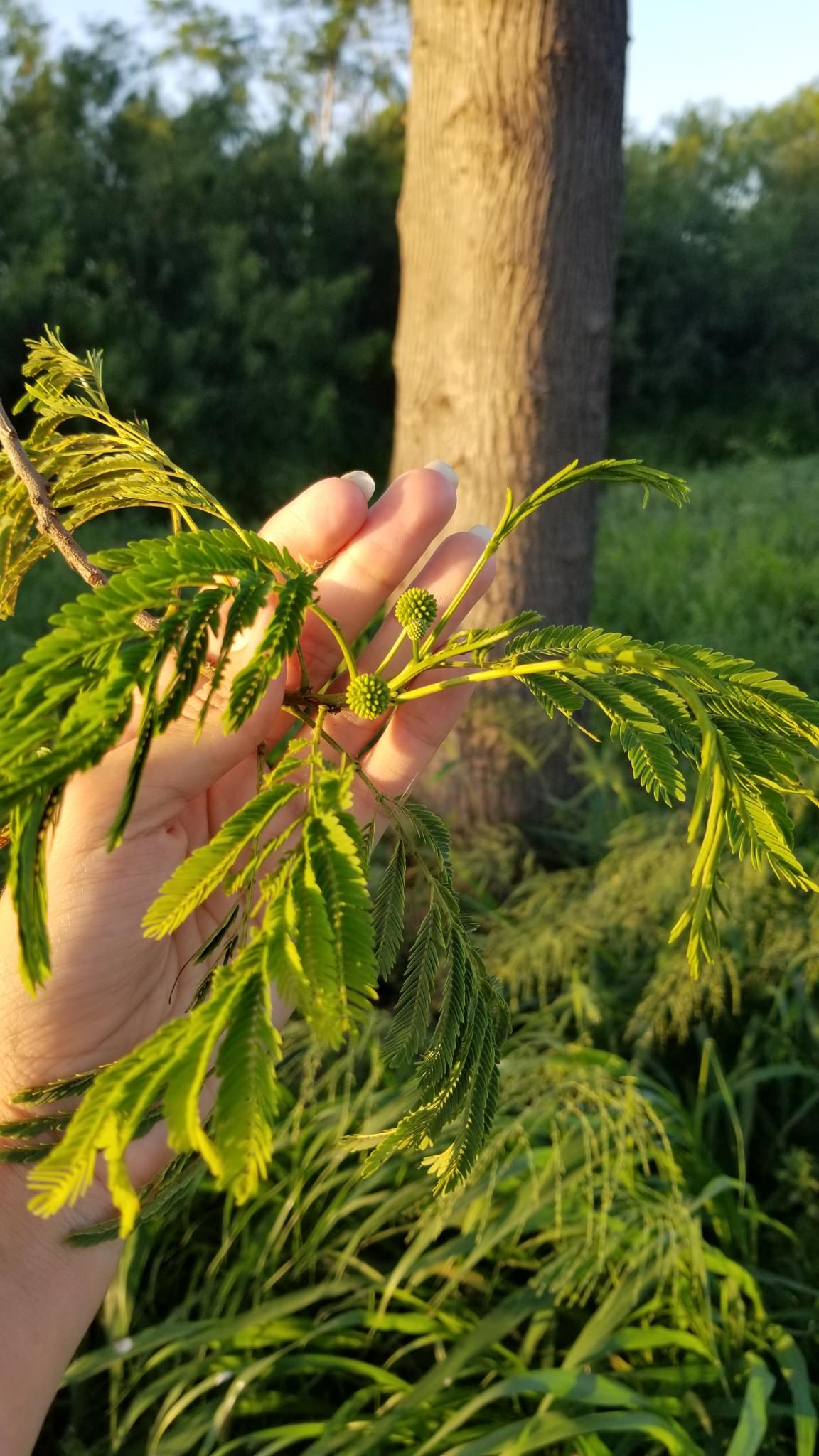 Leucaena pulverulenta
